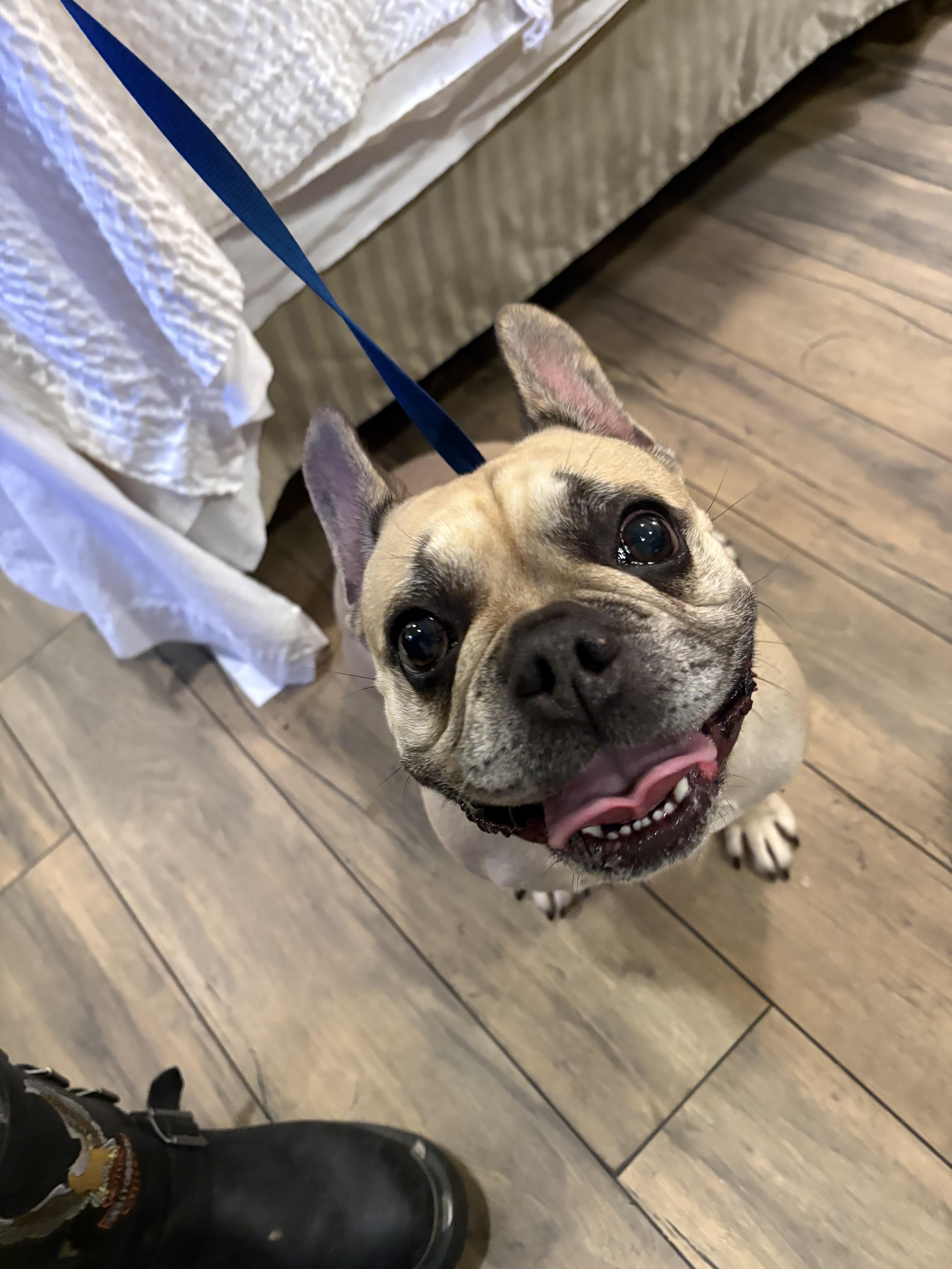 Scarlett, a Adoptable French Bulldog in Mesa, AZ image 2/6