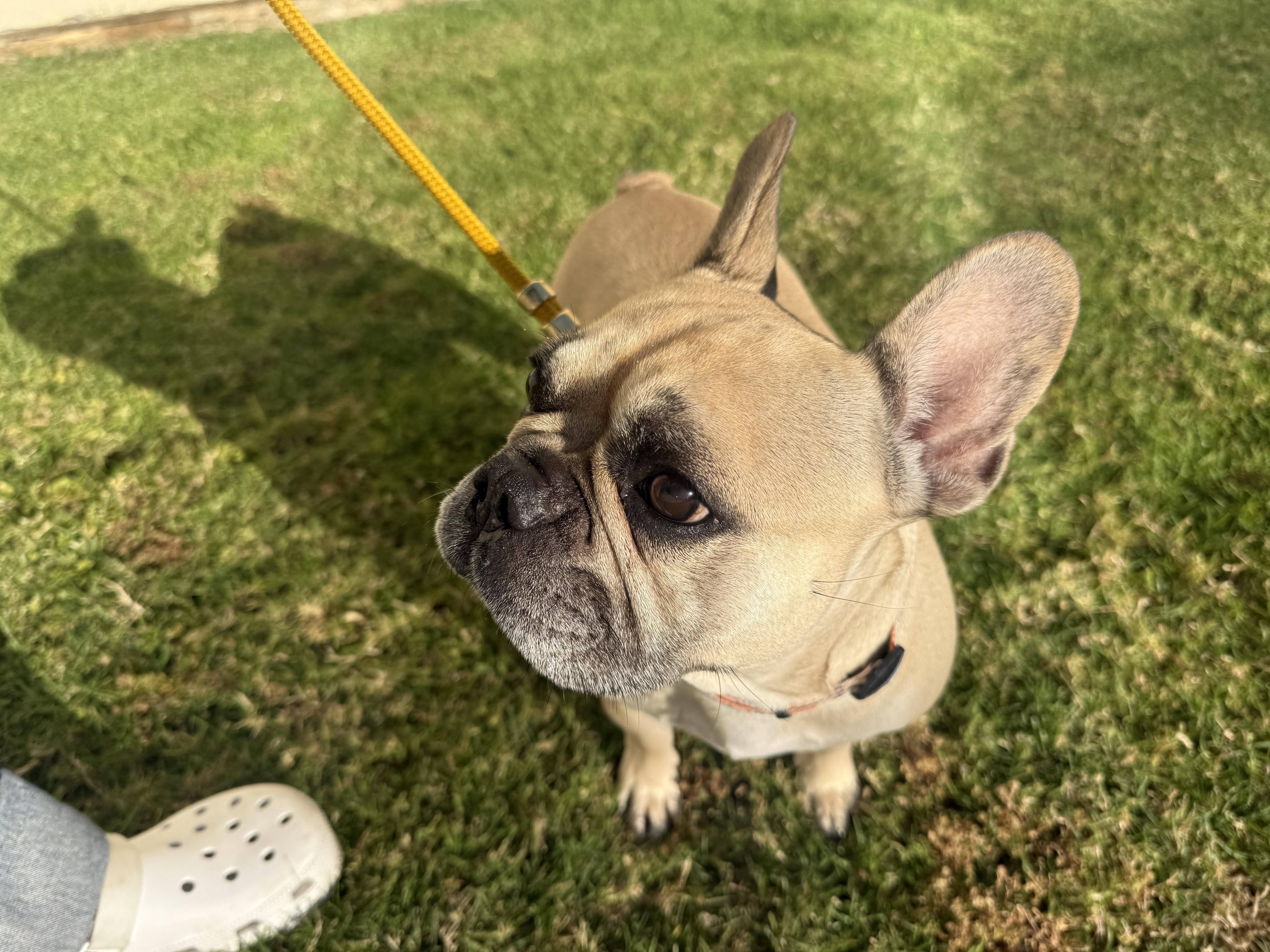 Scarlett, a Adoptable French Bulldog in Mesa, AZ image 3/6