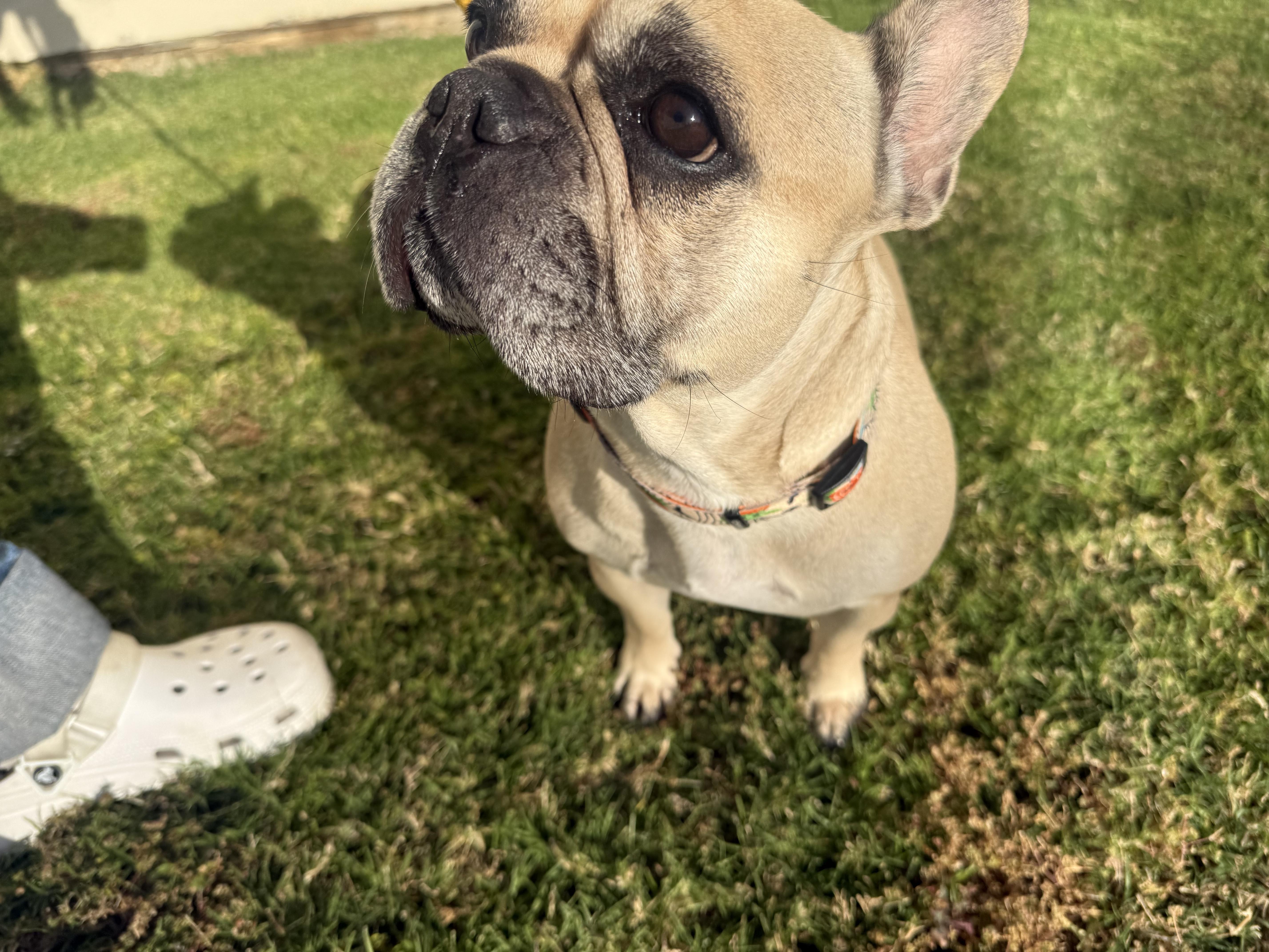 Scarlett, a Adoptable French Bulldog in Mesa, AZ image 4/6