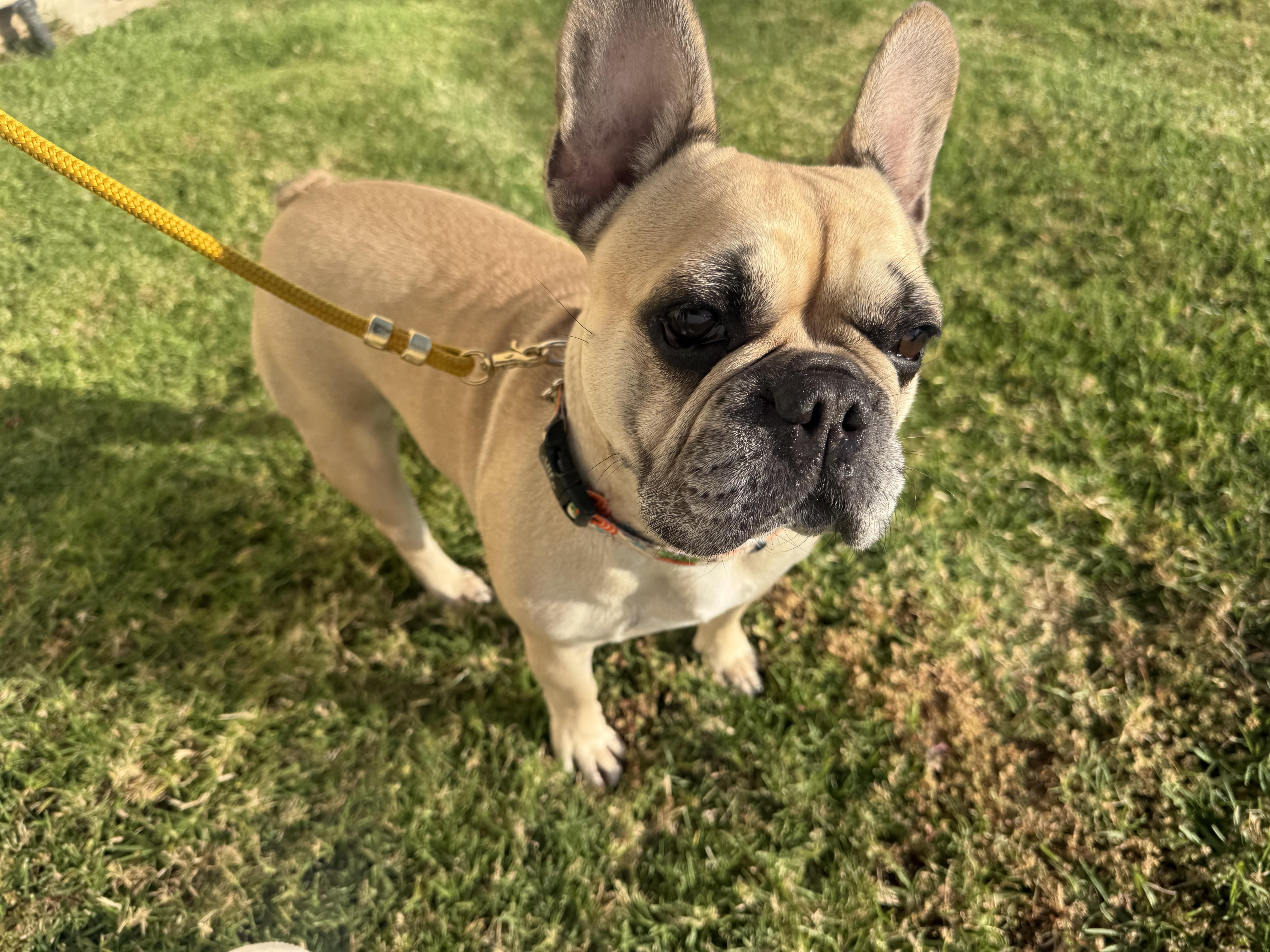 Scarlett, a Adoptable French Bulldog in Mesa, AZ image 5/6