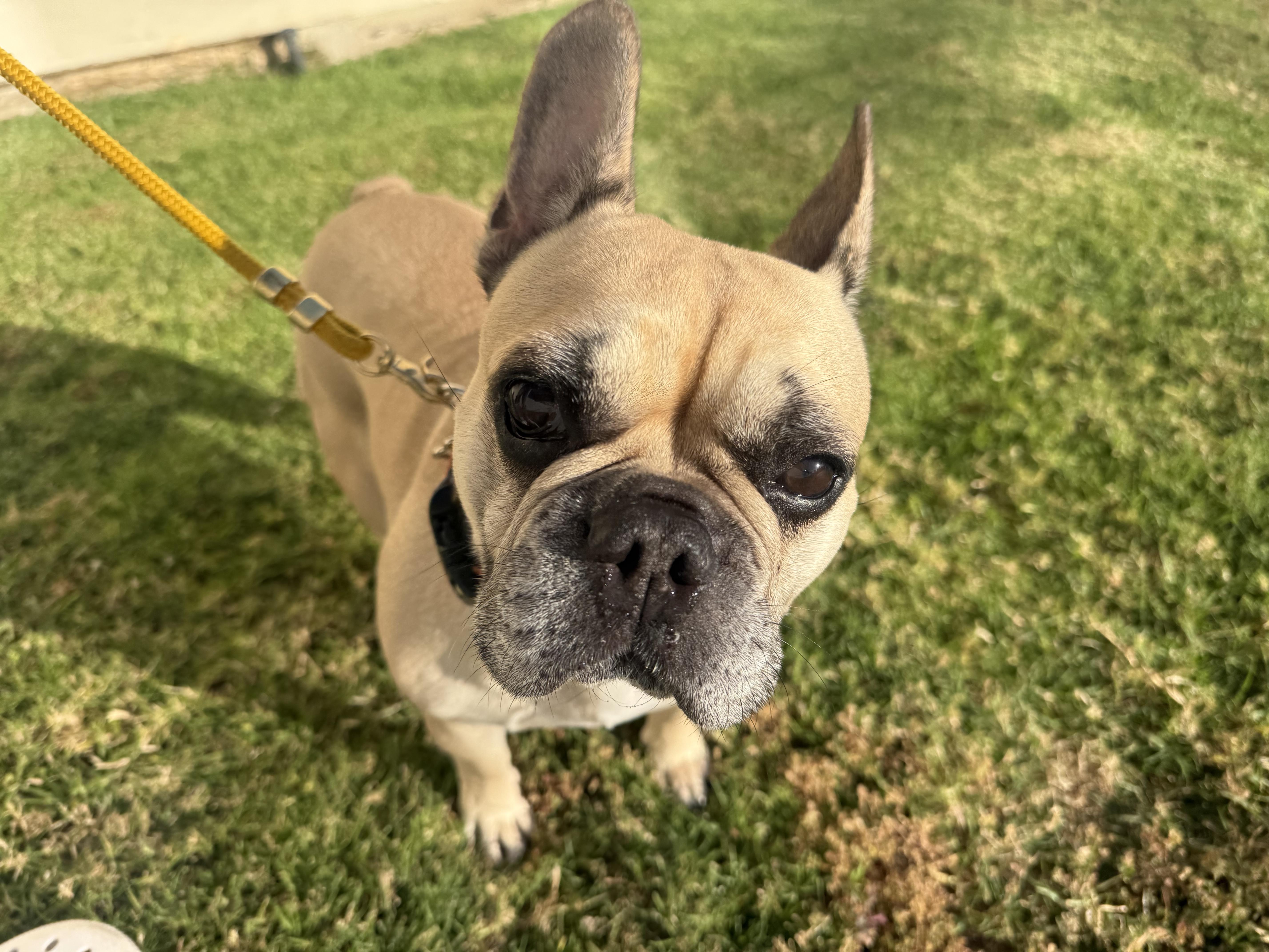 Scarlett, a Adoptable French Bulldog in Mesa, AZ image 6/6