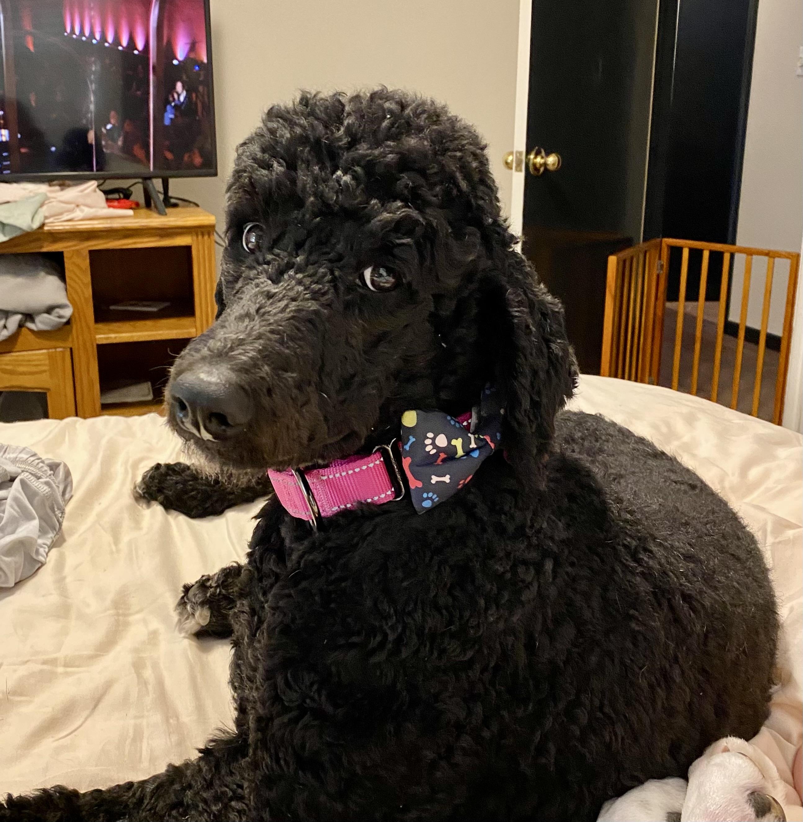 Enlarge Aspen, a Adoptable Poodle in Tracy, MN image 1/1