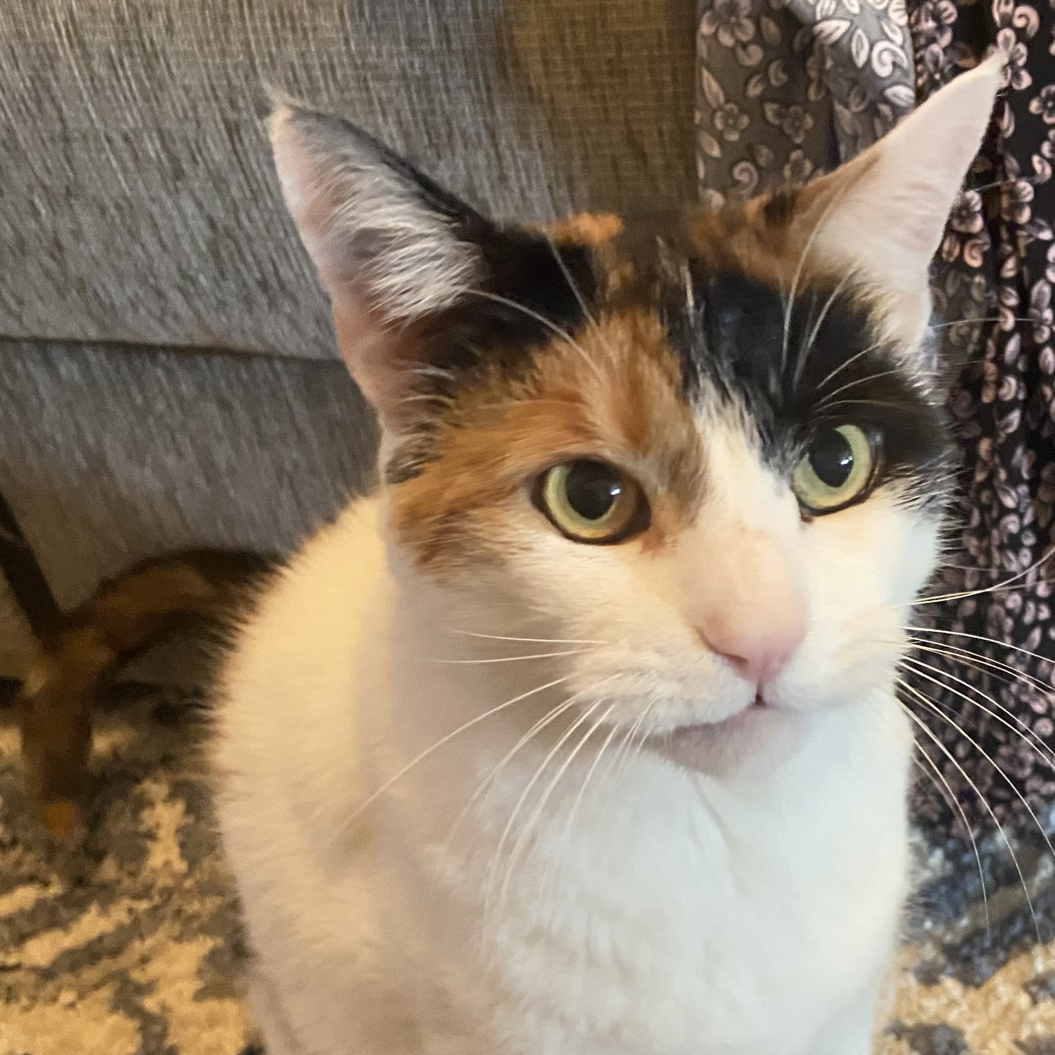 Thunder & Chestnut, a Adoptable Domestic Short Hair in Clifton, NJ image 1/5