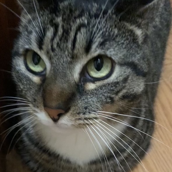 Thunder & Chestnut, a Adoptable Domestic Short Hair in Clifton, NJ image 2/5