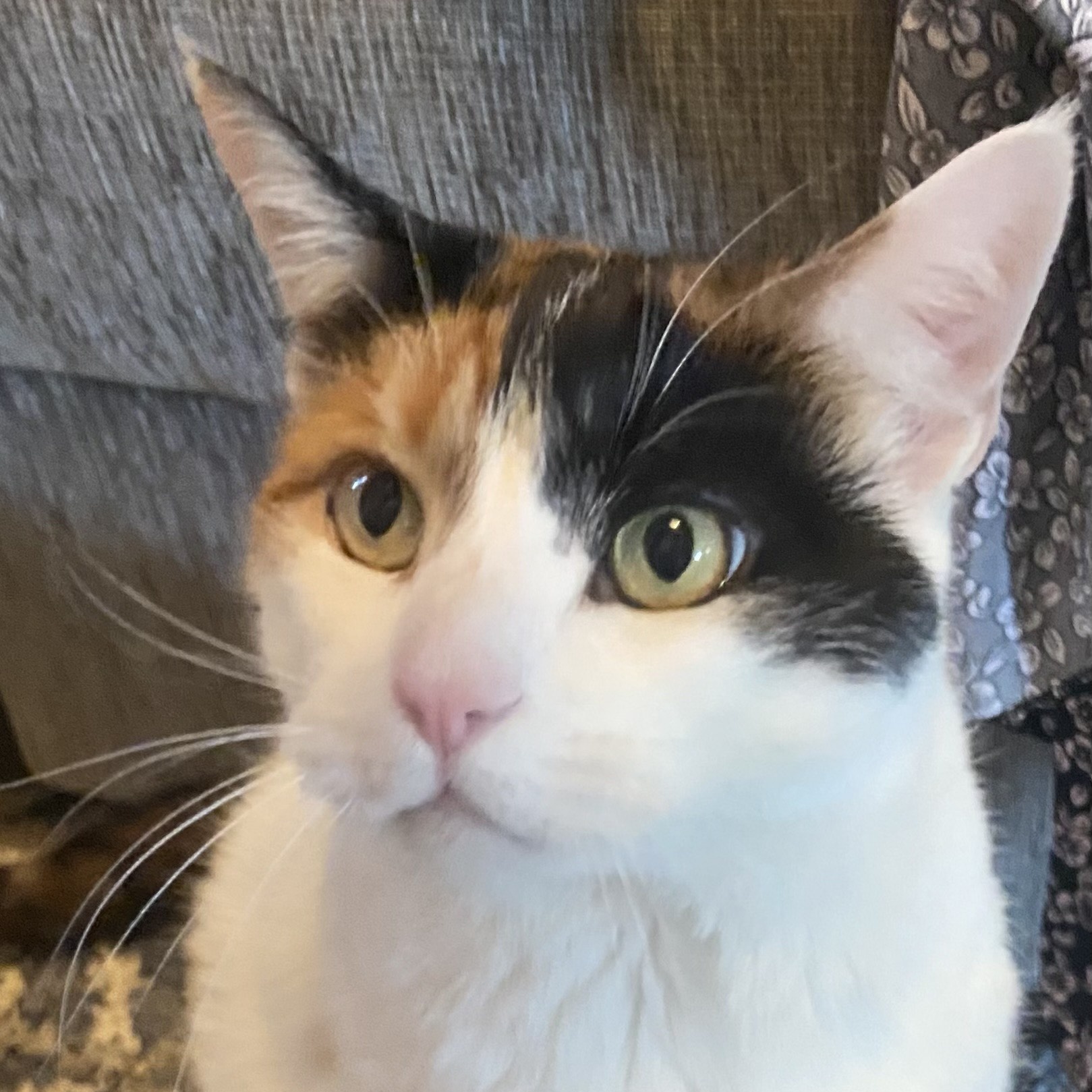 Thunder & Chestnut, a Adoptable Domestic Short Hair in Clifton, NJ image 3/5