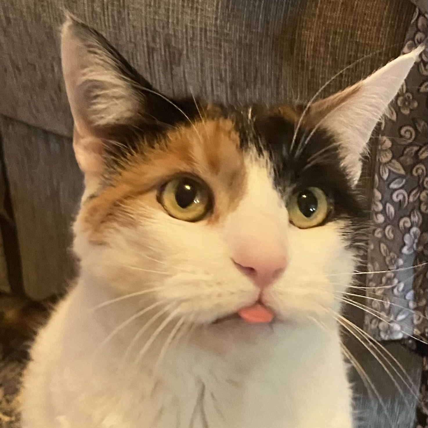 Thunder & Chestnut, a Adoptable Domestic Short Hair in Clifton, NJ image 4/5