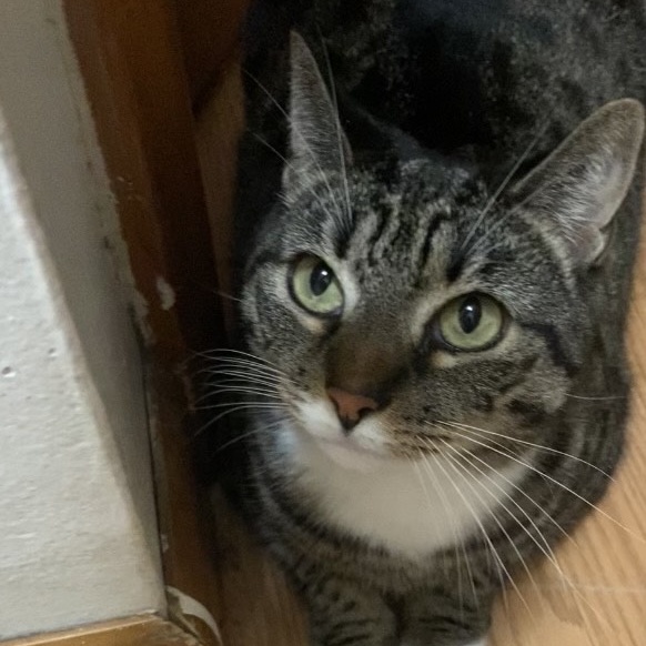Thunder & Chestnut, Adoptable, Adult Female Domestic Short Hair.