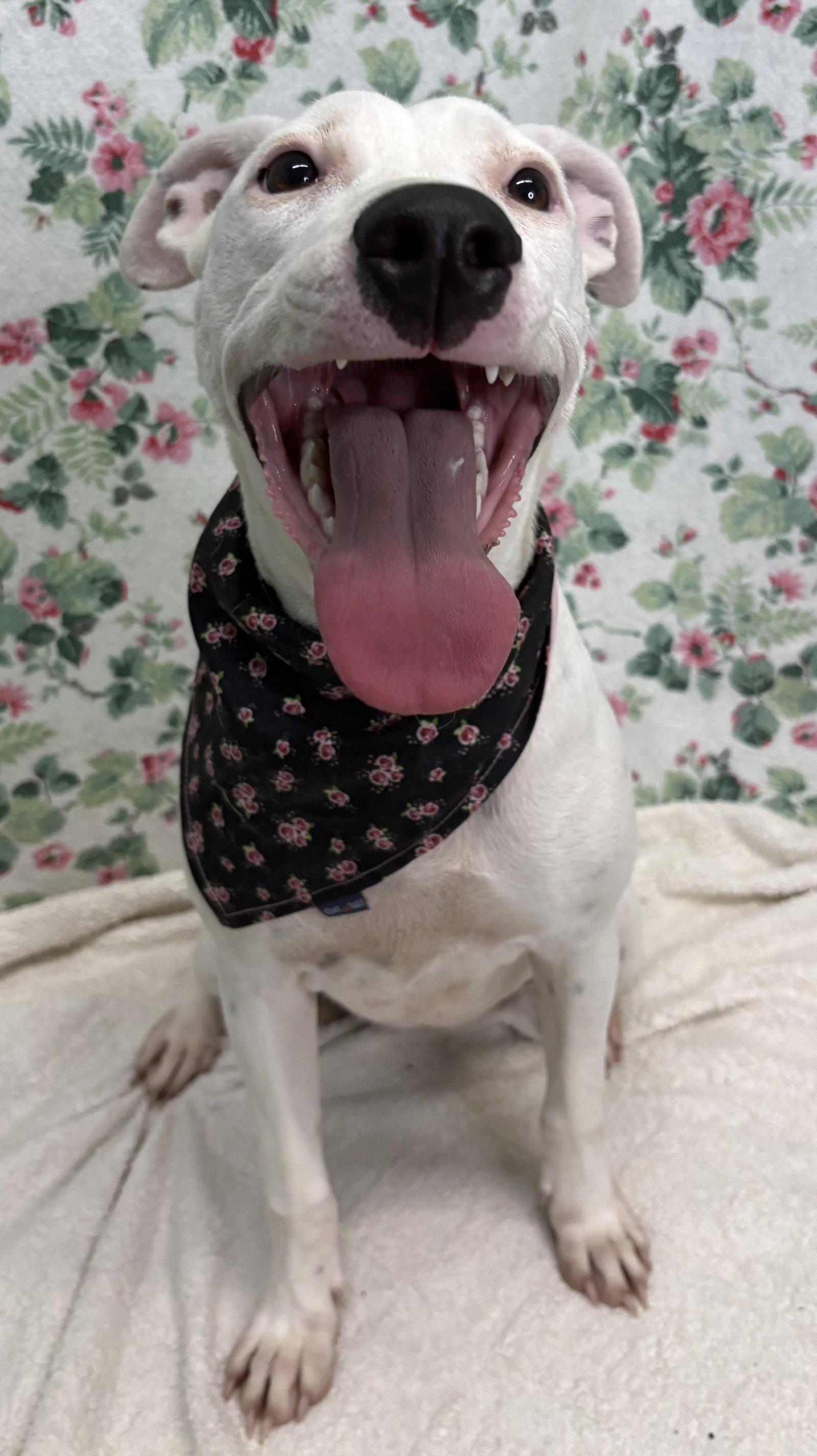 261280 Ella, Adoptable, Young Female Pit Bull Terrier.