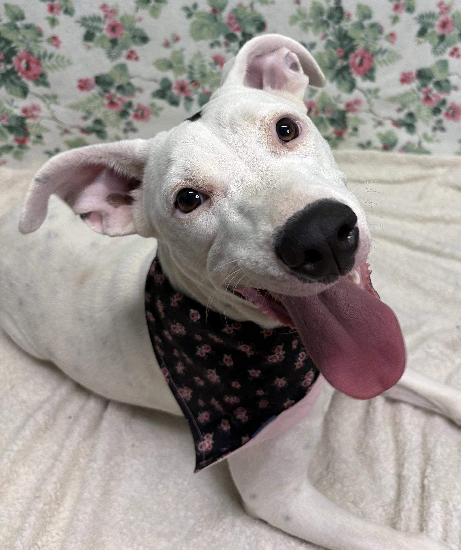 Enlarge 261280  Ella, a Adoptable Pit Bull Terrier in Wetumpka, AL image 2/3