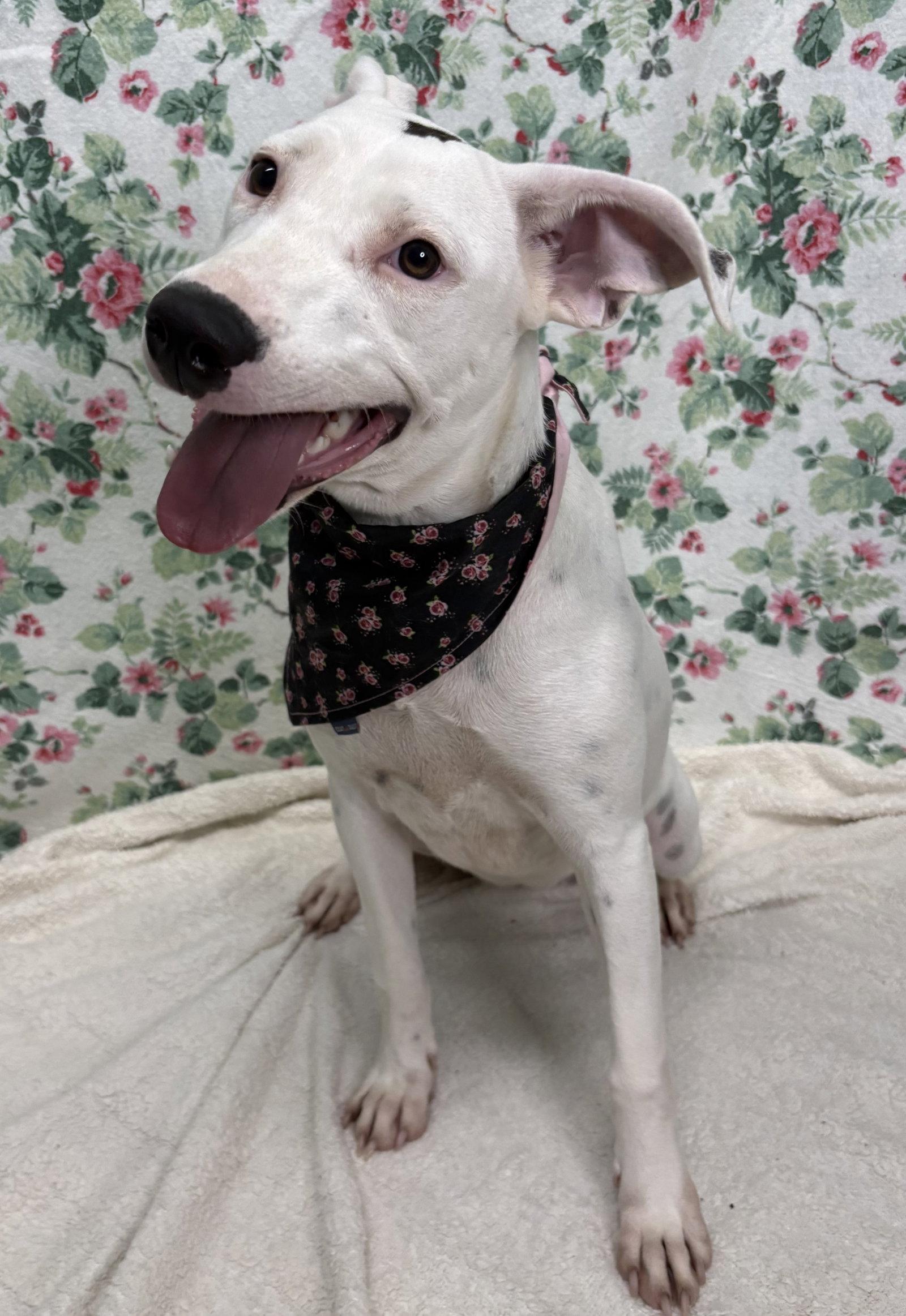 Enlarge 261280  Ella, a Adoptable Pit Bull Terrier in Wetumpka, AL image 3/3