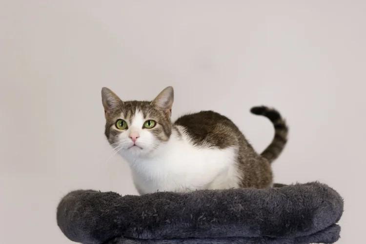 Enlarge Sadie, a Adoptable Domestic Short Hair in Chuckey, TN image 1/1