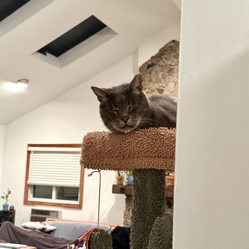 Enlarge Ollie, a Adoptable Domestic Short Hair in Patchogue, NY image 1/6