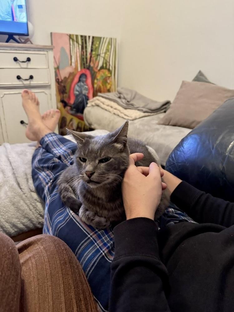 Enlarge Ollie, a Adoptable Domestic Short Hair in Patchogue, NY image 2/6