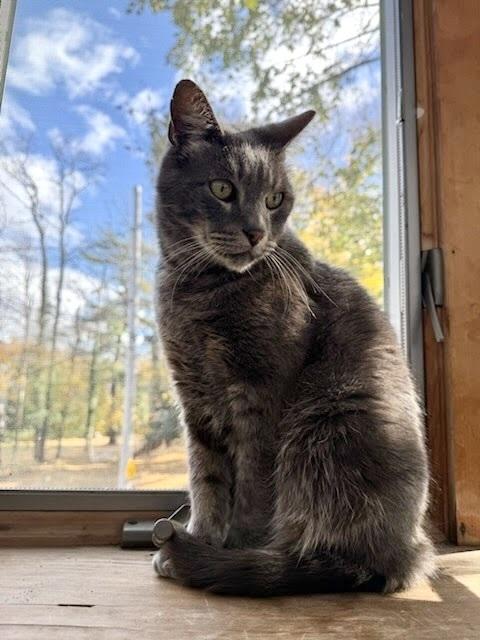 Enlarge Ollie, a Adoptable Domestic Short Hair in Patchogue, NY image 3/6