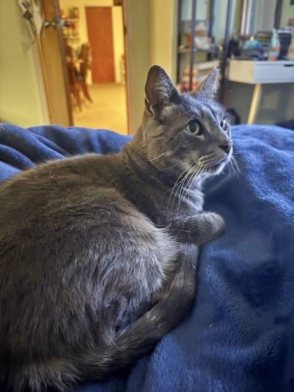 Enlarge Ollie, a Adoptable Domestic Short Hair in Patchogue, NY image 4/6