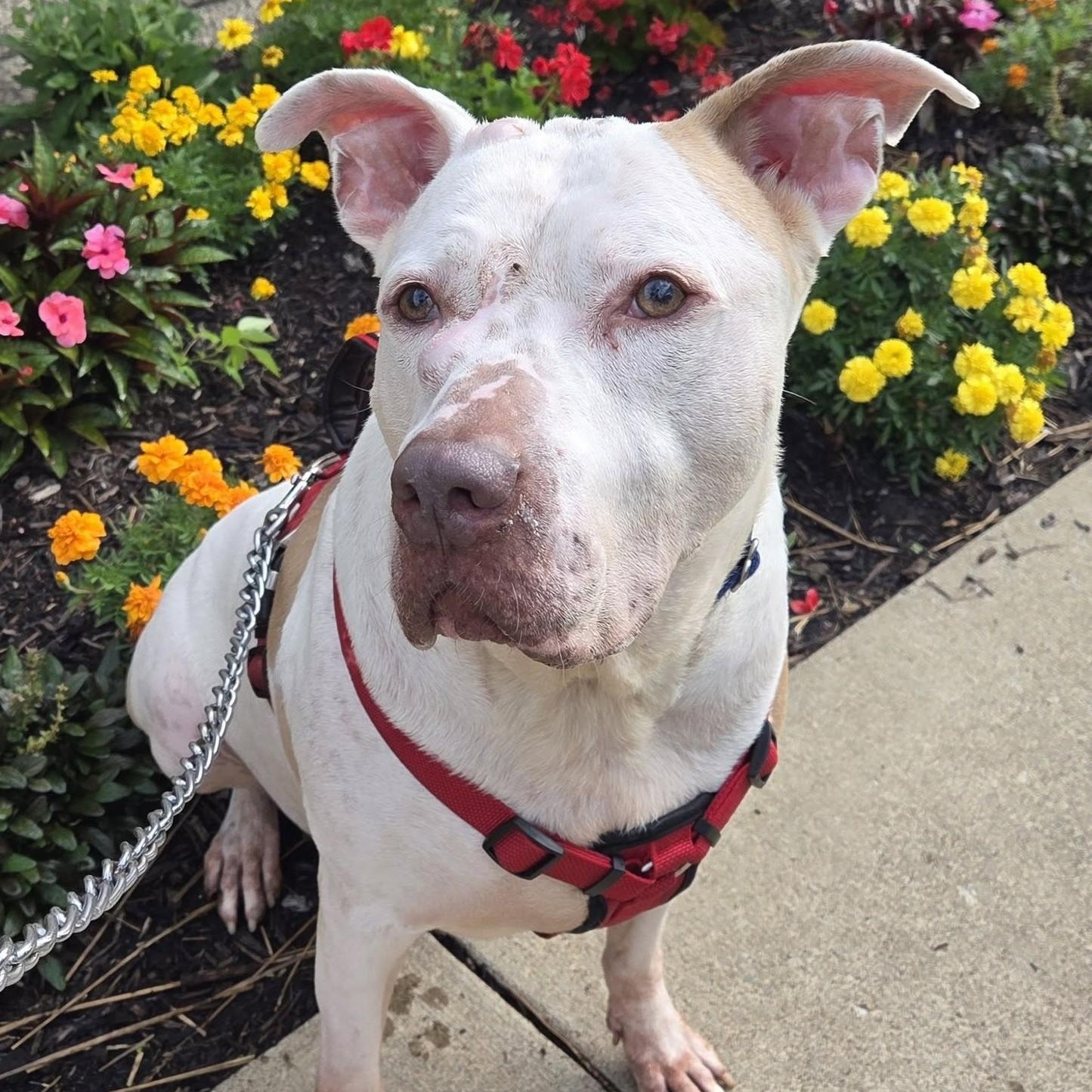 Scottie, Adoptable, Adult Male Mixed Breed.