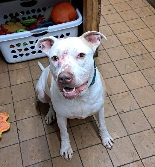 Enlarge Scottie, a Adoptable mixed breed in Youngstown, OH image 6/6