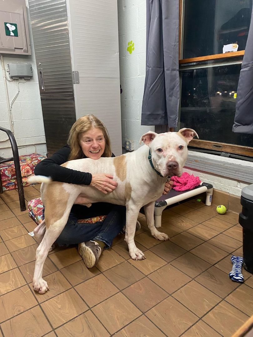 Scottie, a Adoptable mixed breed in Youngstown, OH image 4/12