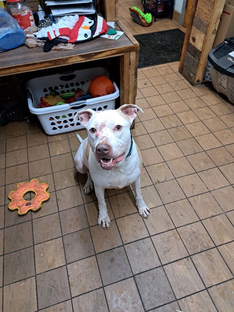 Scottie, a Adoptable mixed breed in Youngstown, OH image 5/12