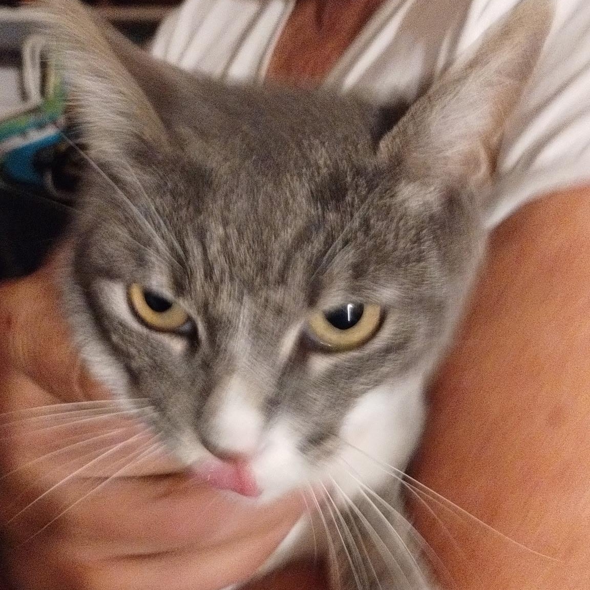 Hillary, ADOPTABLE, Kitten Female Domestic Short Hair.