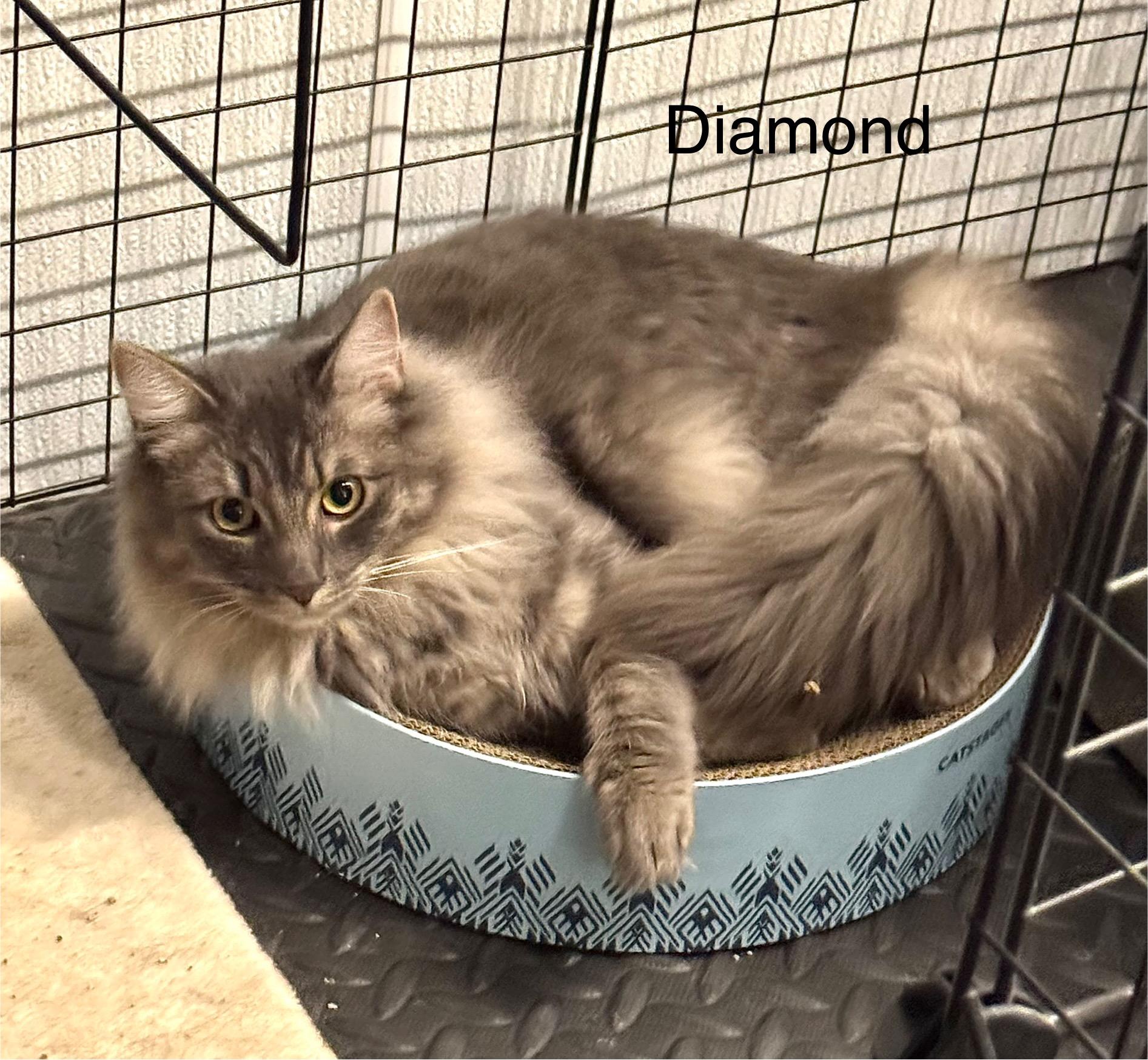 Diamond (bonded with Emerald), ADOPTABLE, Adult Female Domestic Long Hair.