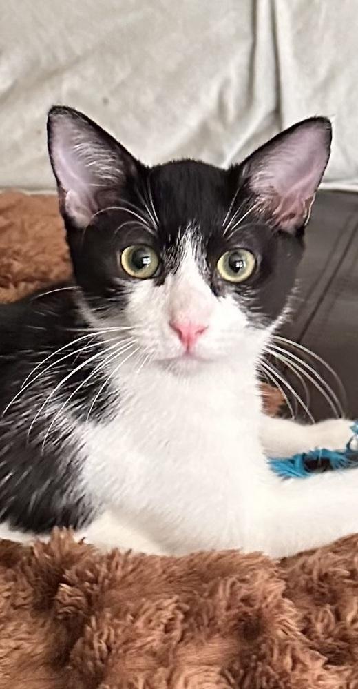 Dino, Adoptable, Kitten Male Domestic Short Hair.