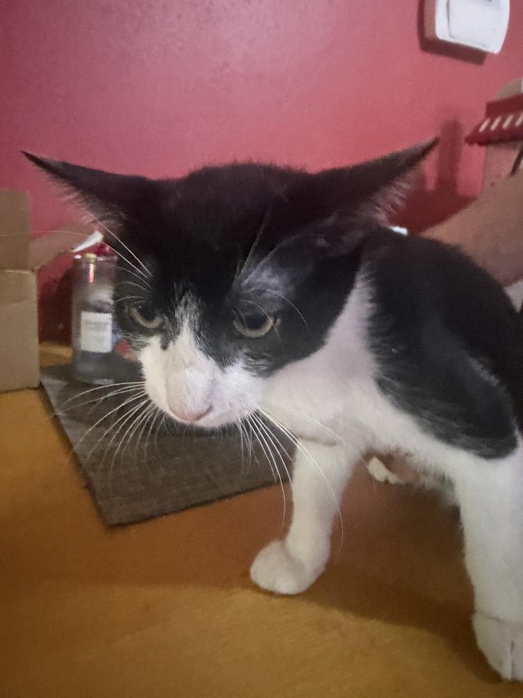 Dino, Adoptable, Kitten Male Domestic Short Hair.
