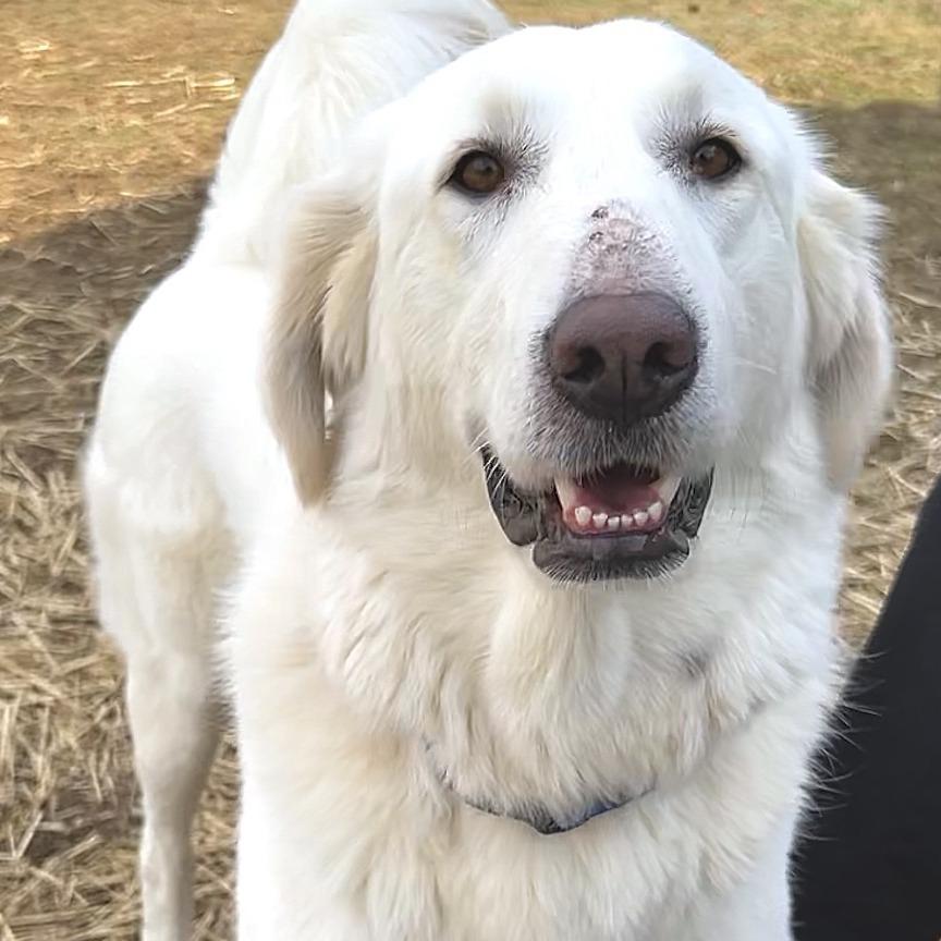 Rosie the Riveter, Adoptable, Adult Female Akbash.