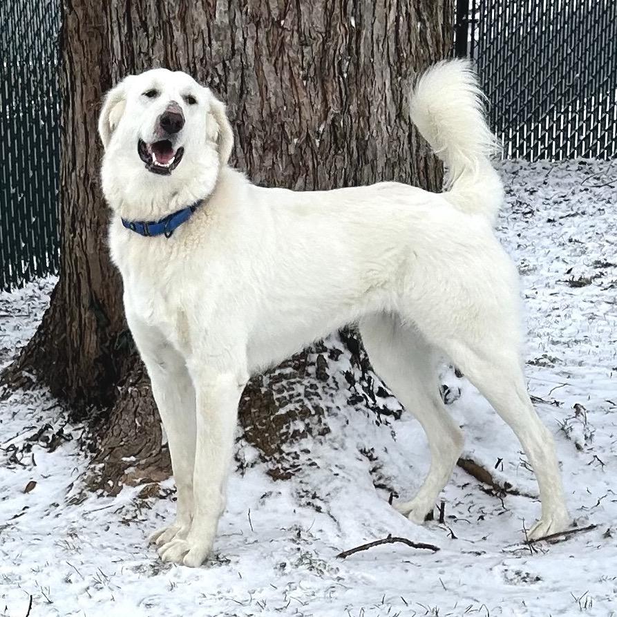 Enlarge Rosie the Riveter, a Adoptable Akbash in Johnson City, TN image 2/5
