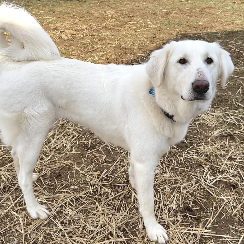Enlarge Rosie the Riveter, a Adoptable Akbash in Johnson City, TN image 3/5