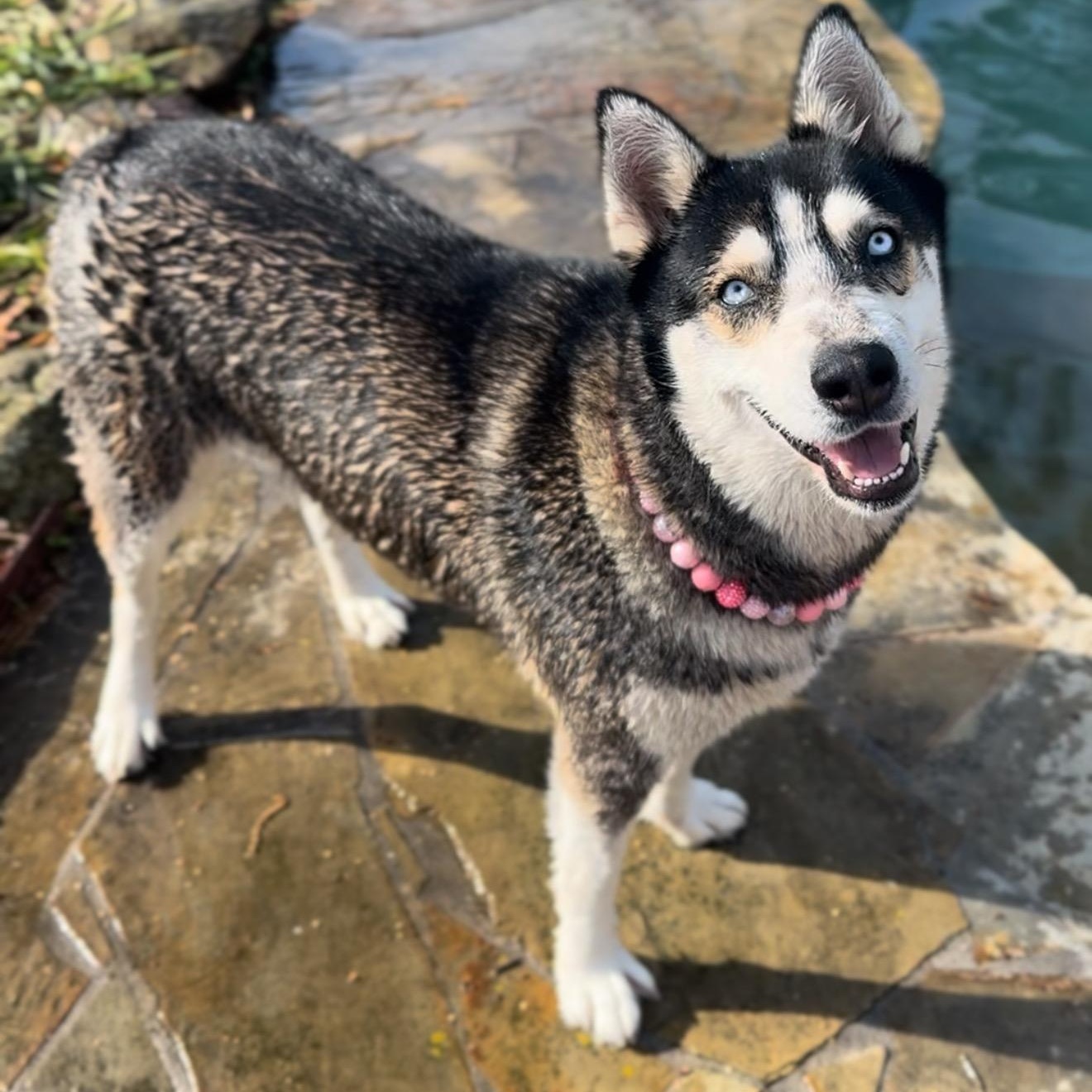 Enlarge Daphne, a Adoptable mixed breed in Houston, TX image 1/6