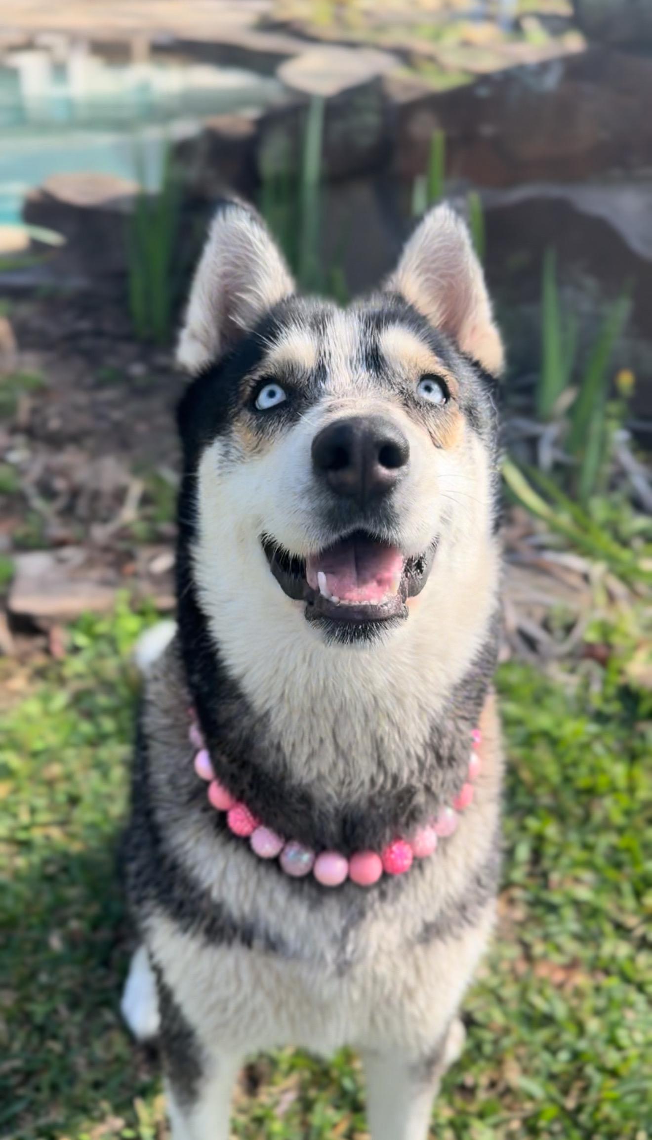 Enlarge Daphne, a Adoptable mixed breed in Houston, TX image 6/6