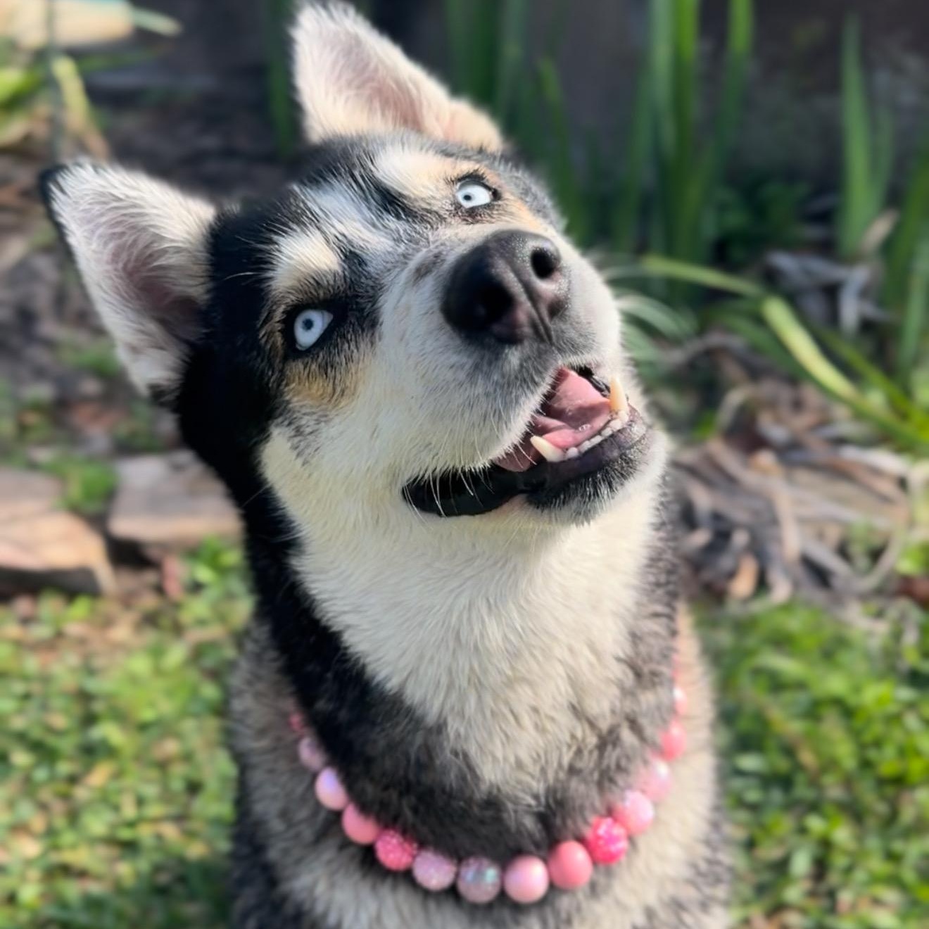 Enlarge Daphne, a Adoptable mixed breed in Houston, TX image 2/6