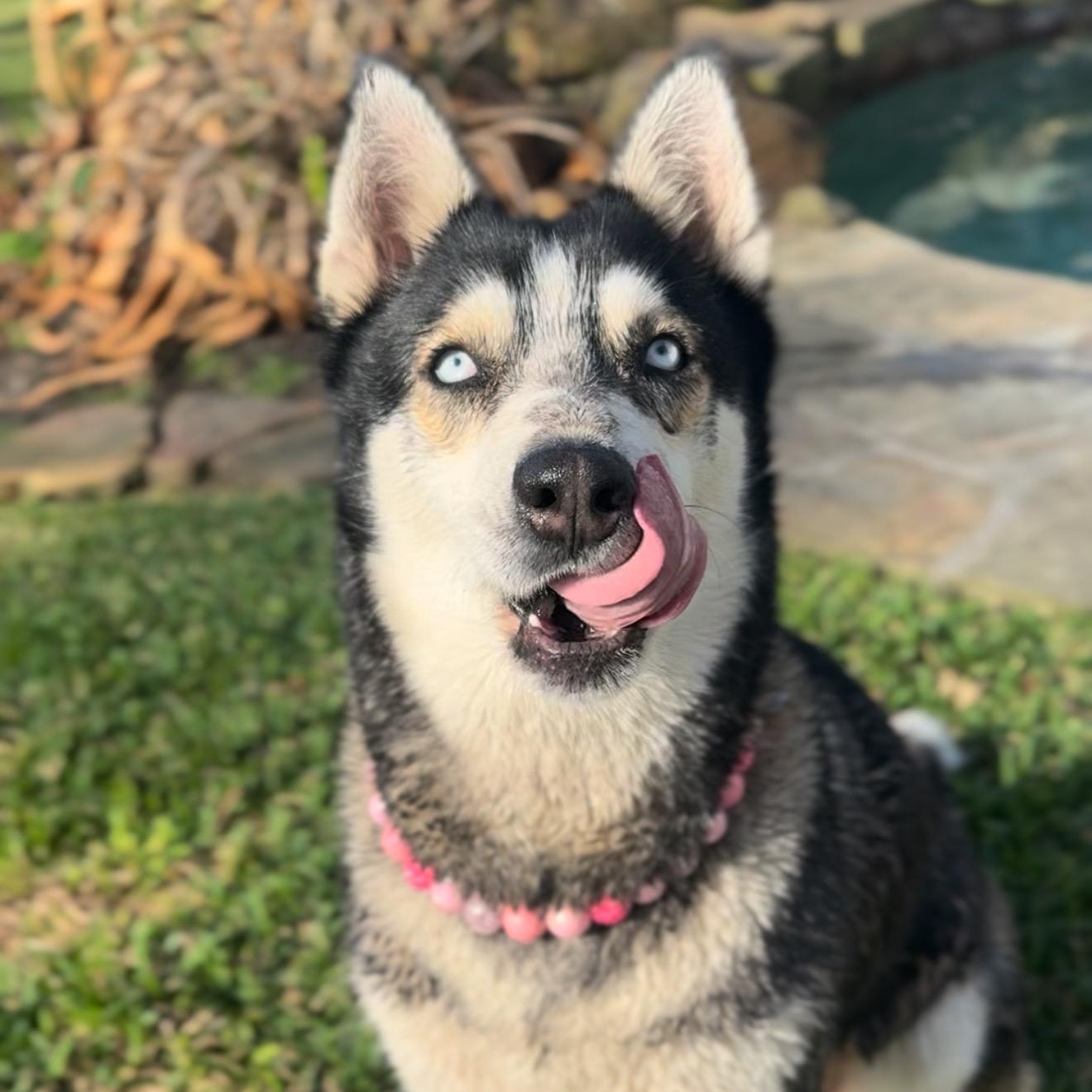 Enlarge Daphne, a Adoptable mixed breed in Houston, TX image 3/6