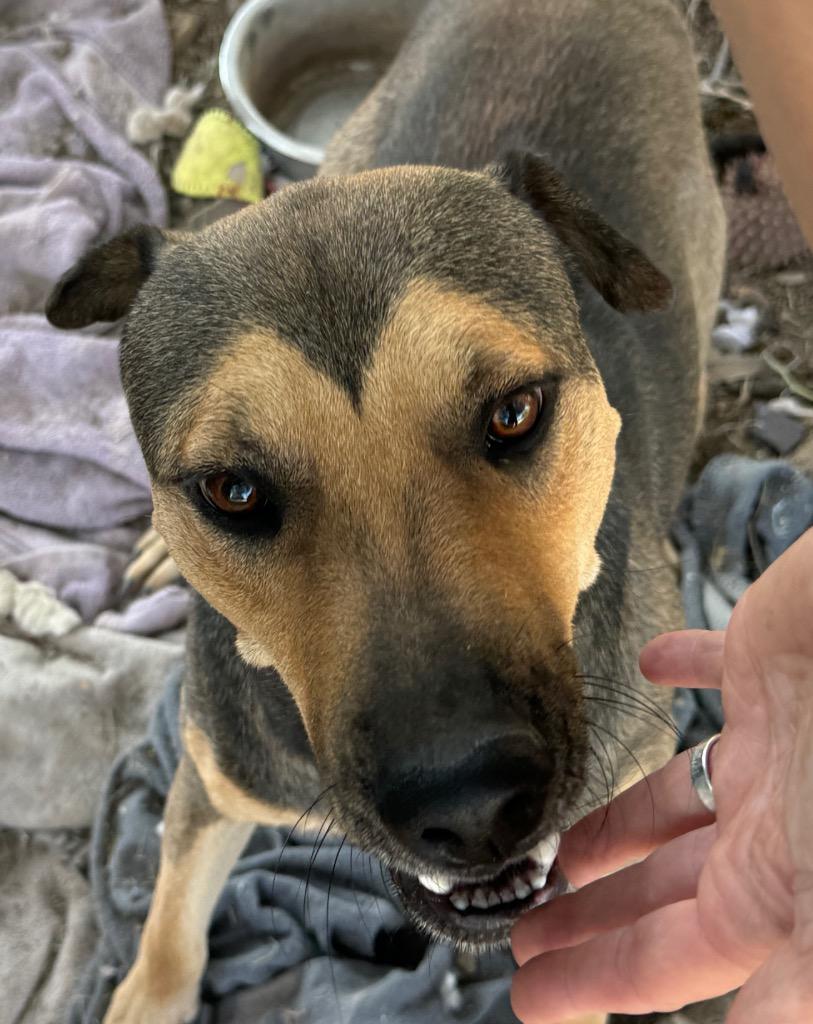 Enlarge Milo, a Adoptable mixed breed in Junction, TX image 1/2