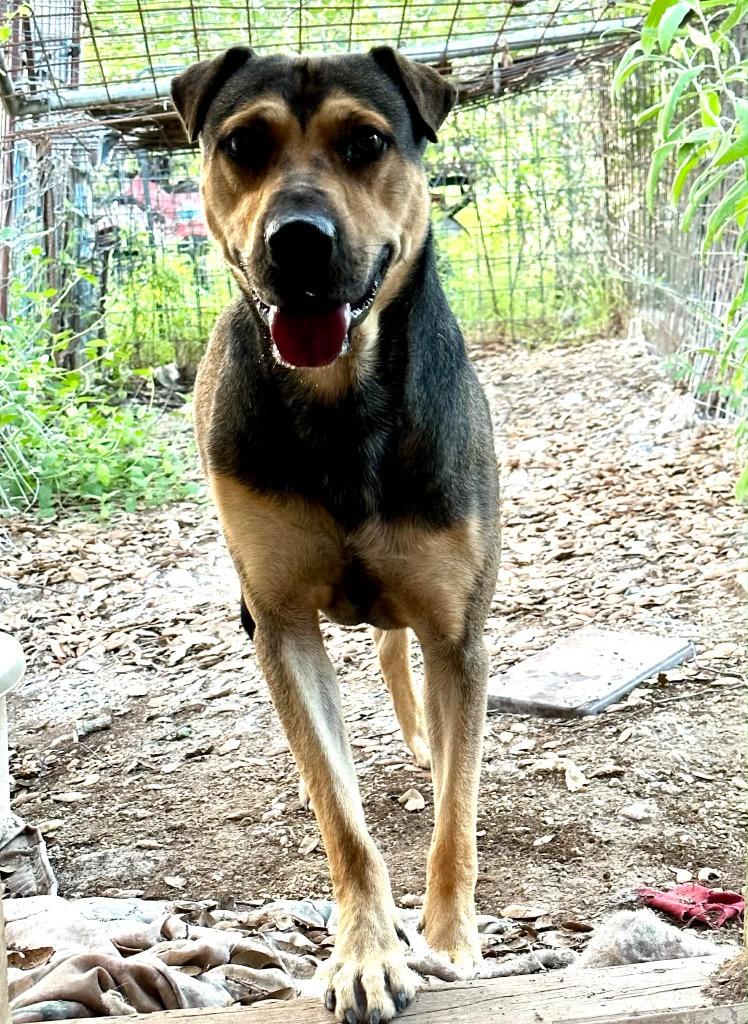 Milo, Adoptable, Adult Male Shepherd & Mixed Breed.