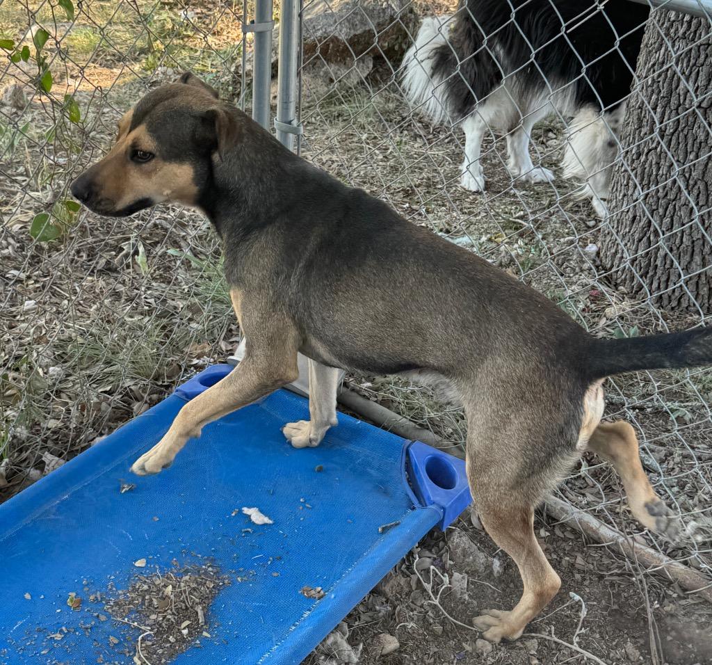 Enlarge Milo, a Adoptable mixed breed in Junction, TX image 2/2