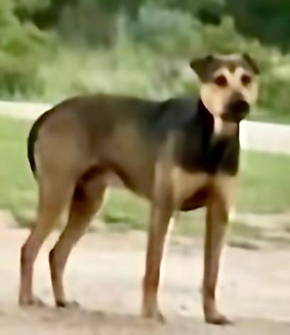 Milo, a Adoptable mixed breed in Junction, TX image 4/4