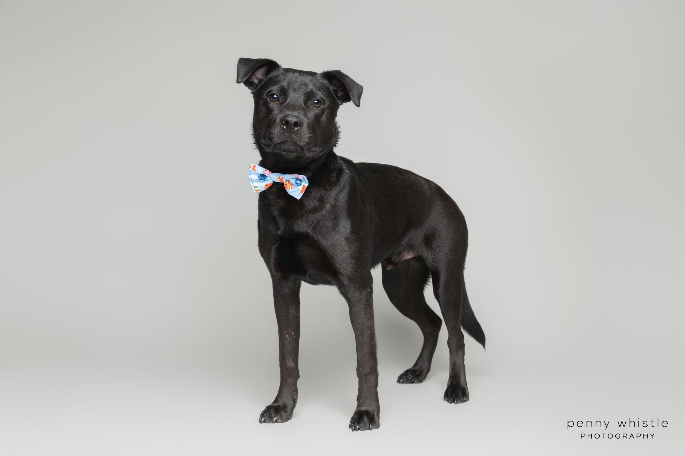 Enlarge Barq, a ADOPTABLE mixed breed in Coppell, TX image 3/4