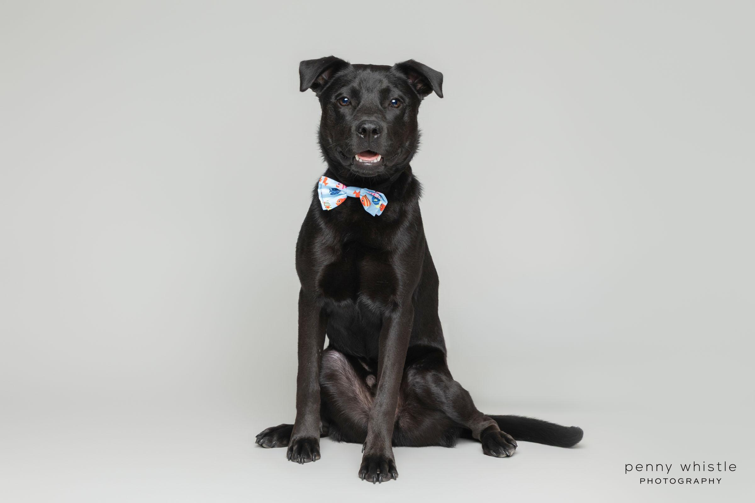 Enlarge Barq, a ADOPTABLE mixed breed in Coppell, TX image 1/4