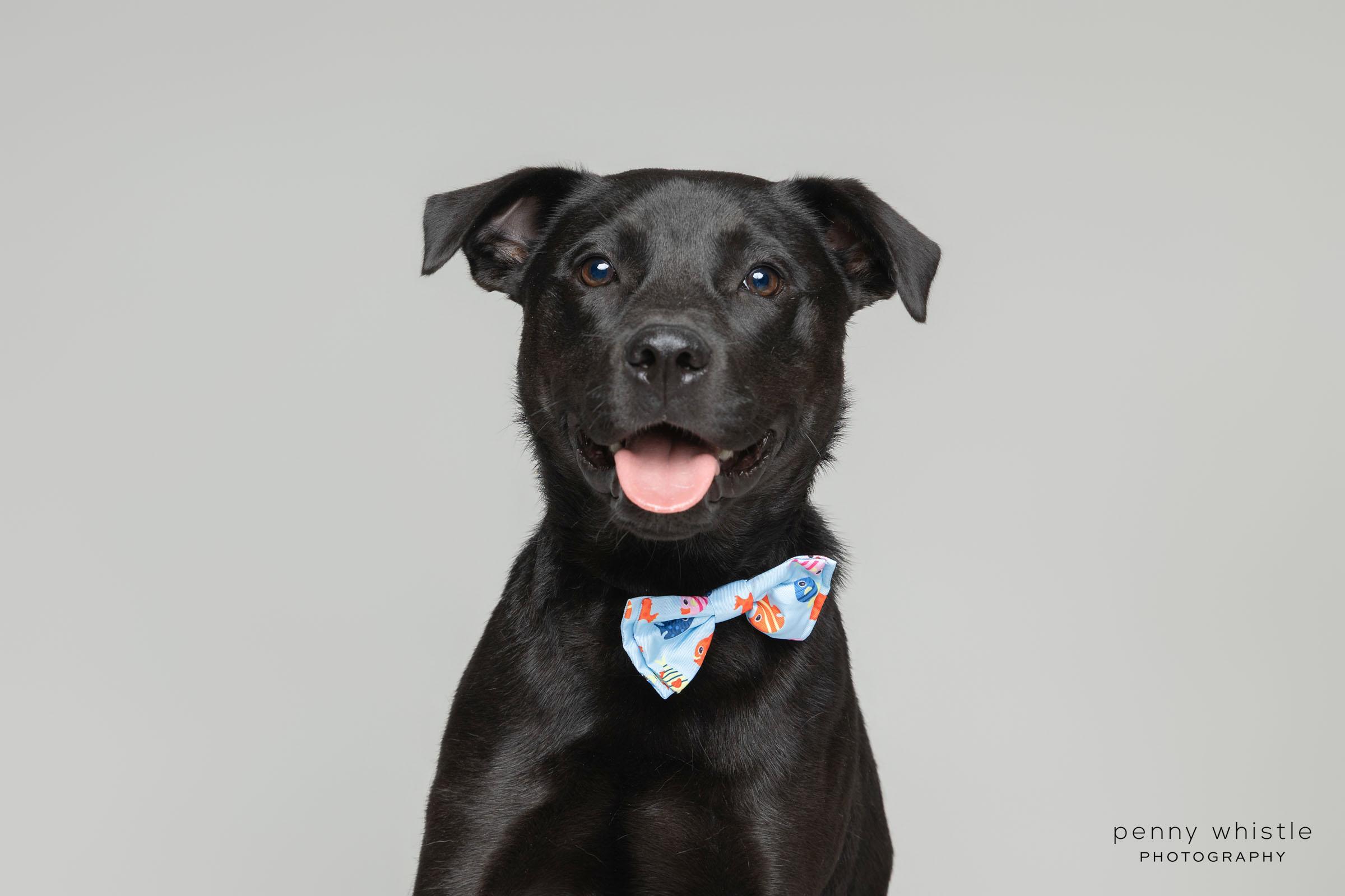 Enlarge Barq, a ADOPTABLE mixed breed in Coppell, TX image 2/4