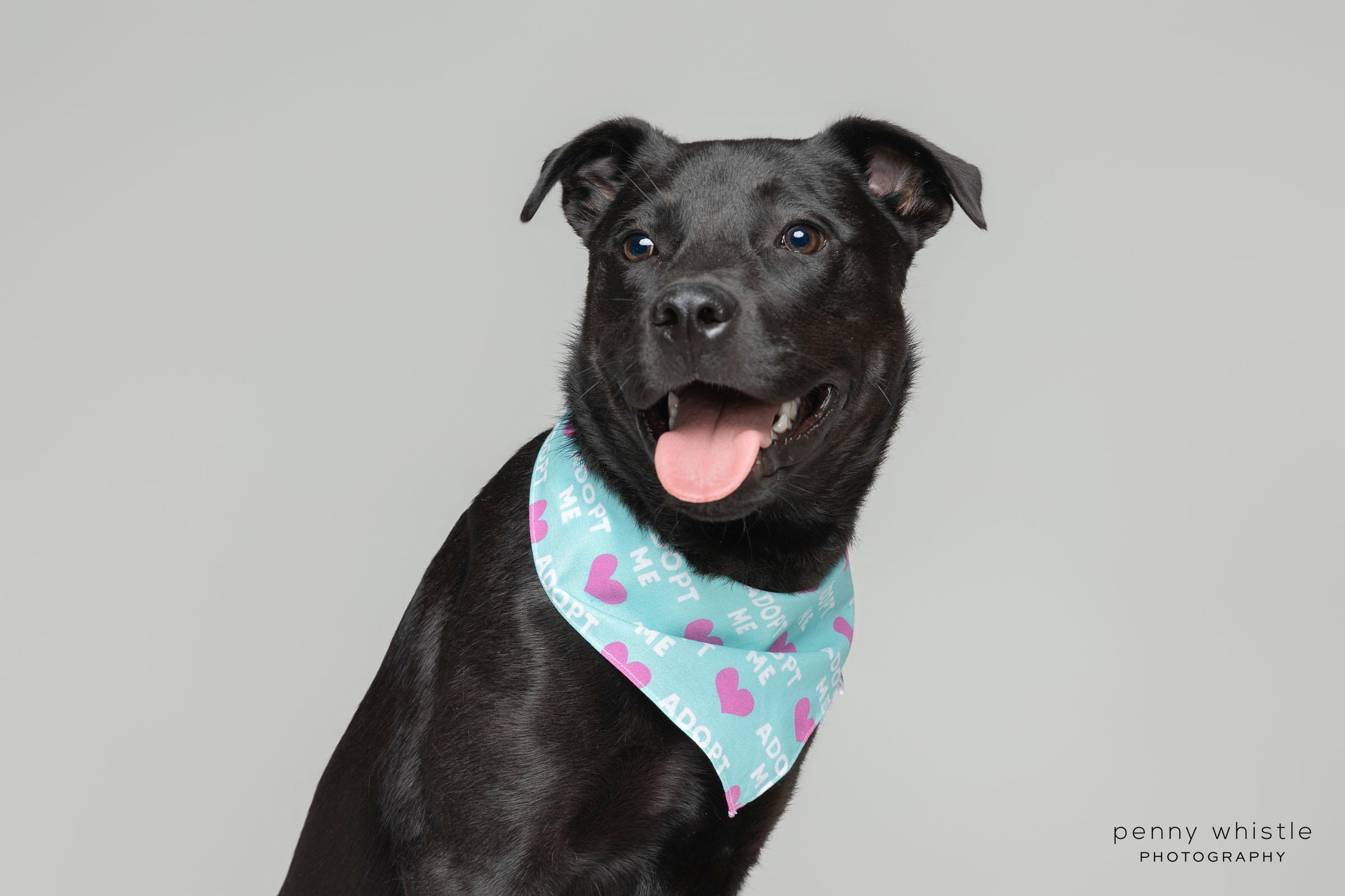 Enlarge Barq, a ADOPTABLE mixed breed in Coppell, TX image 4/4