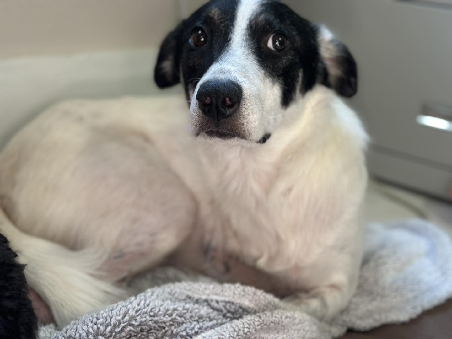 Enlarge Nakoa (3-legs), a Adoptable mixed breed in Chattanooga, TN image 3/6