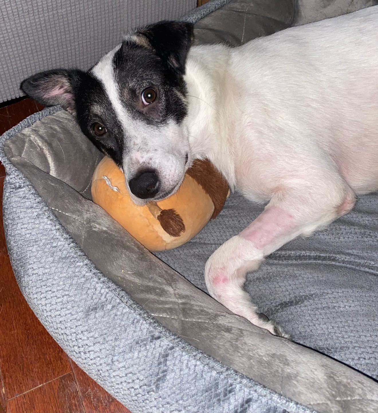 Enlarge Nakoa (3-legs), a Adoptable mixed breed in Chattanooga, TN image 6/6