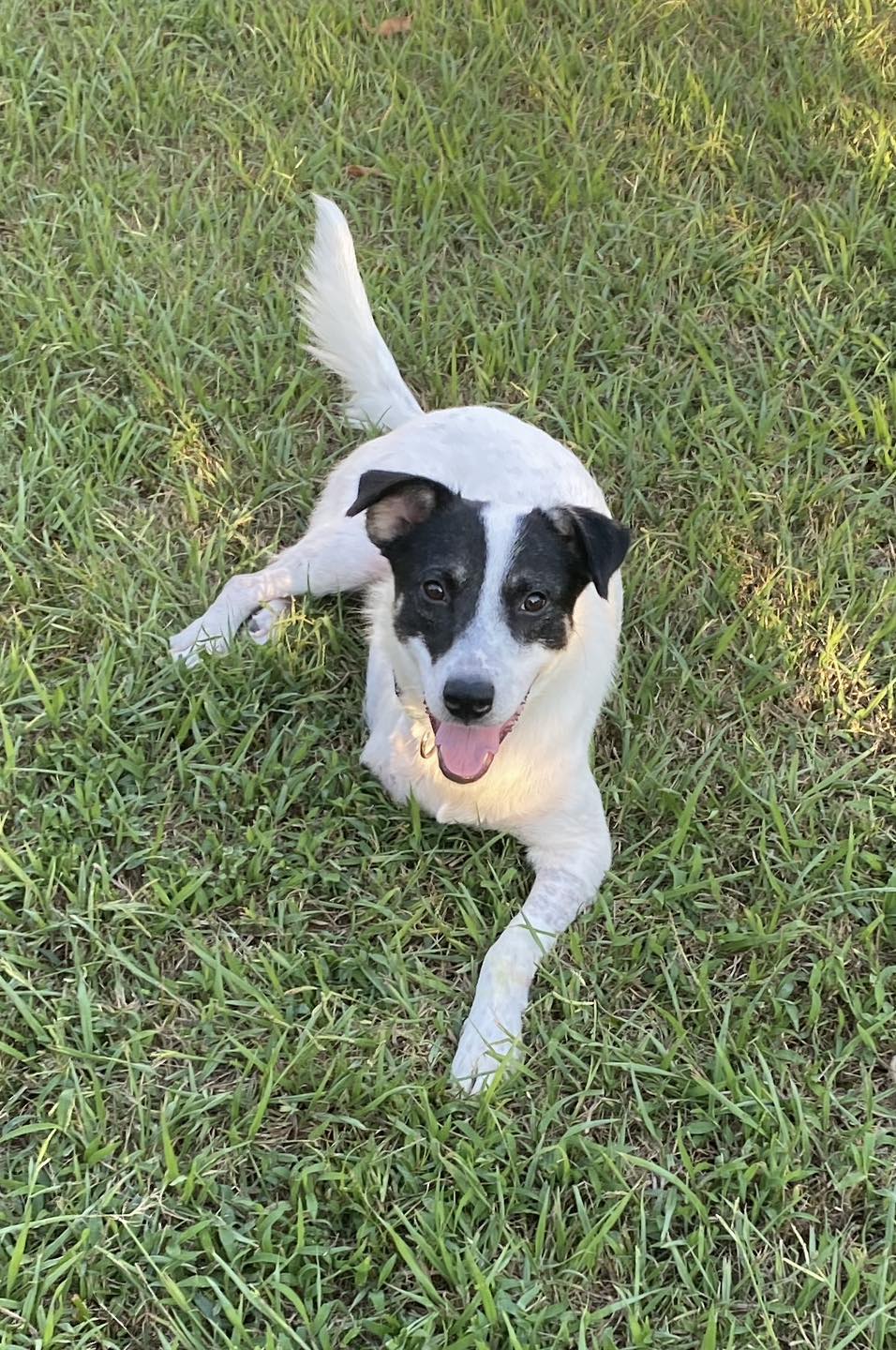 Nakoa (3-legs), Adoptable, Young Male Great Pyrenees & Australian Cattle Dog / Blue Heeler.