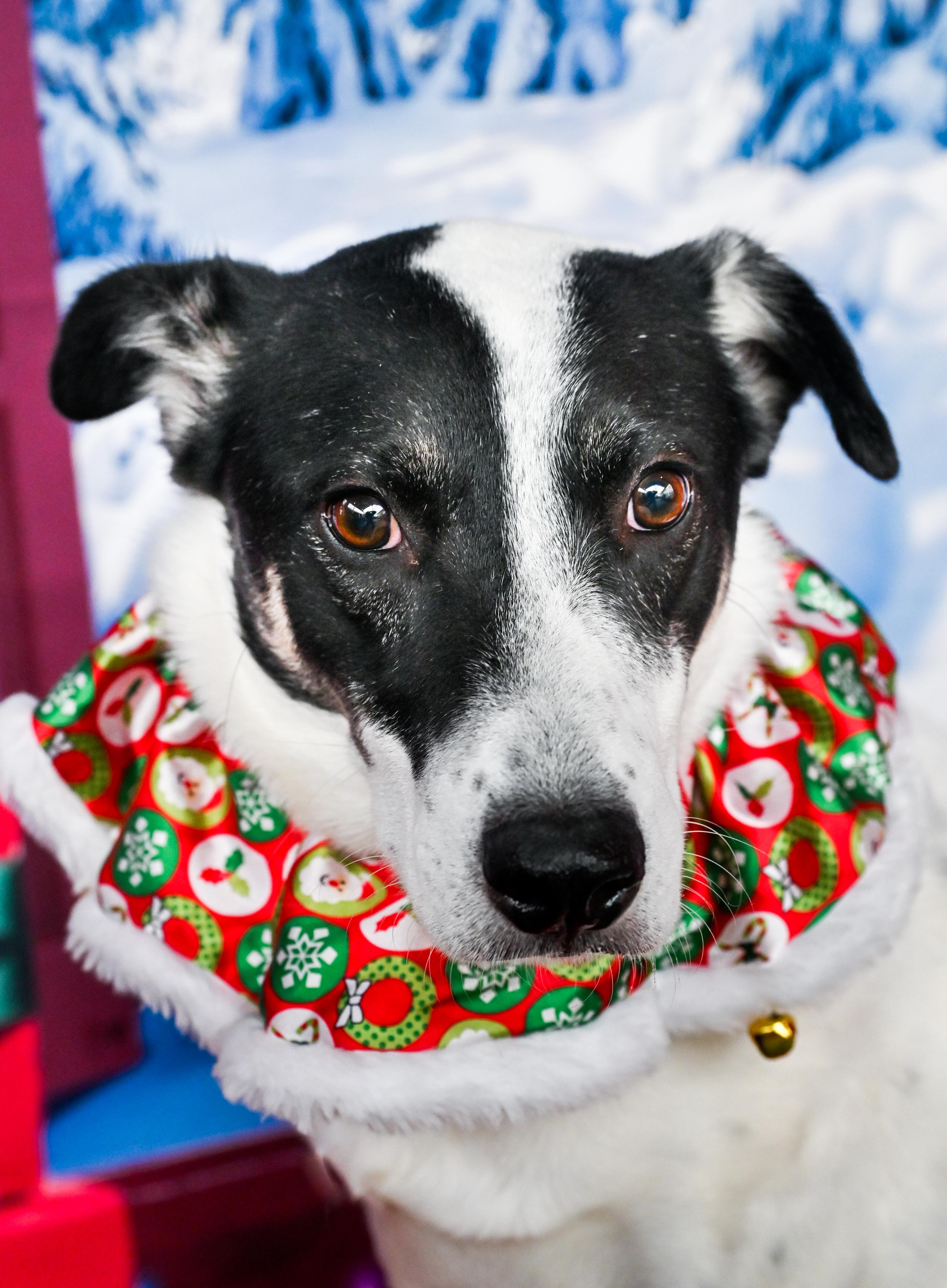 Enlarge Nakoa (3-legs), a Adoptable mixed breed in Chattanooga, TN image 2/6
