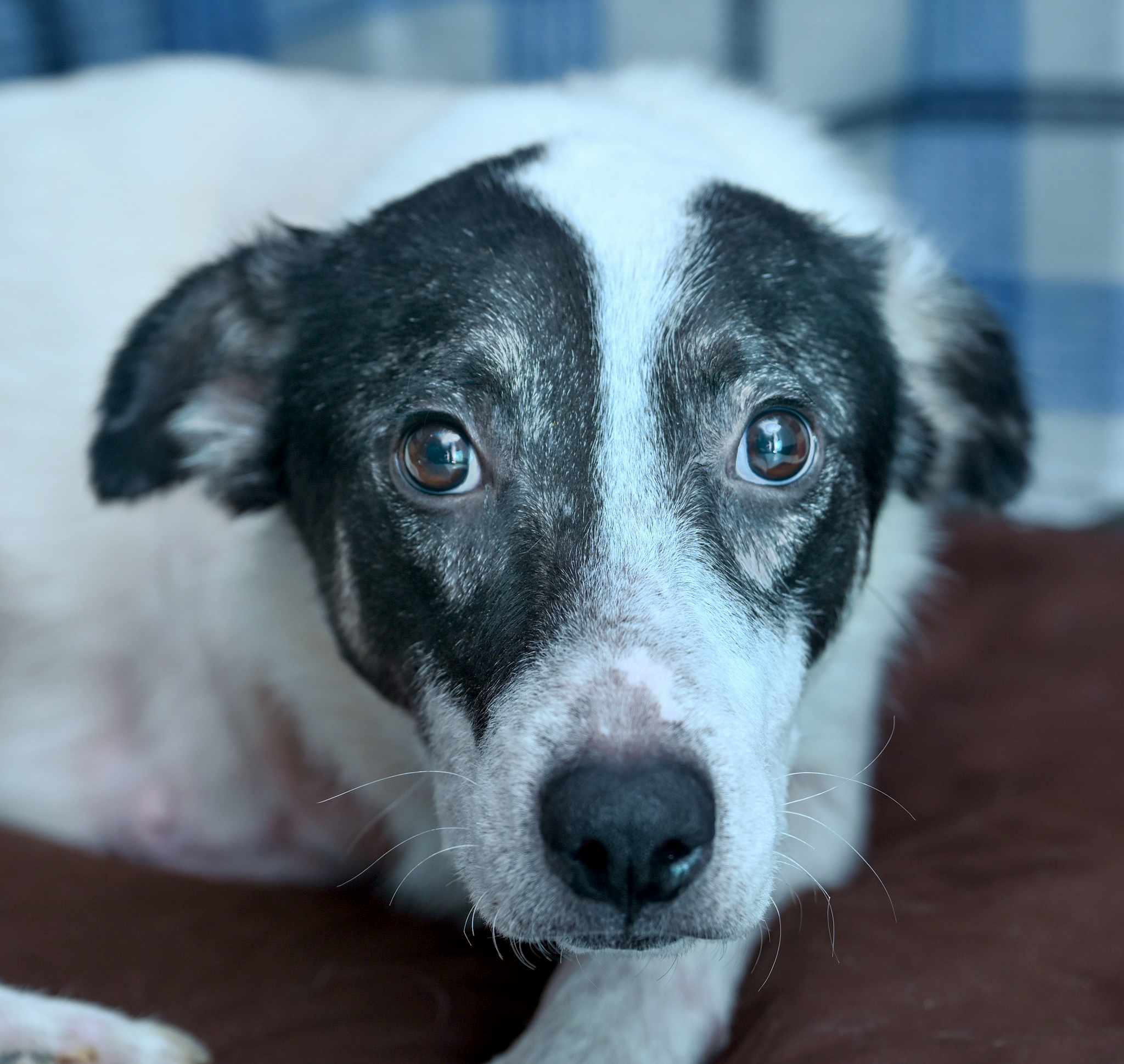 Enlarge Nakoa (3-legs), a Adoptable mixed breed in Chattanooga, TN image 4/6