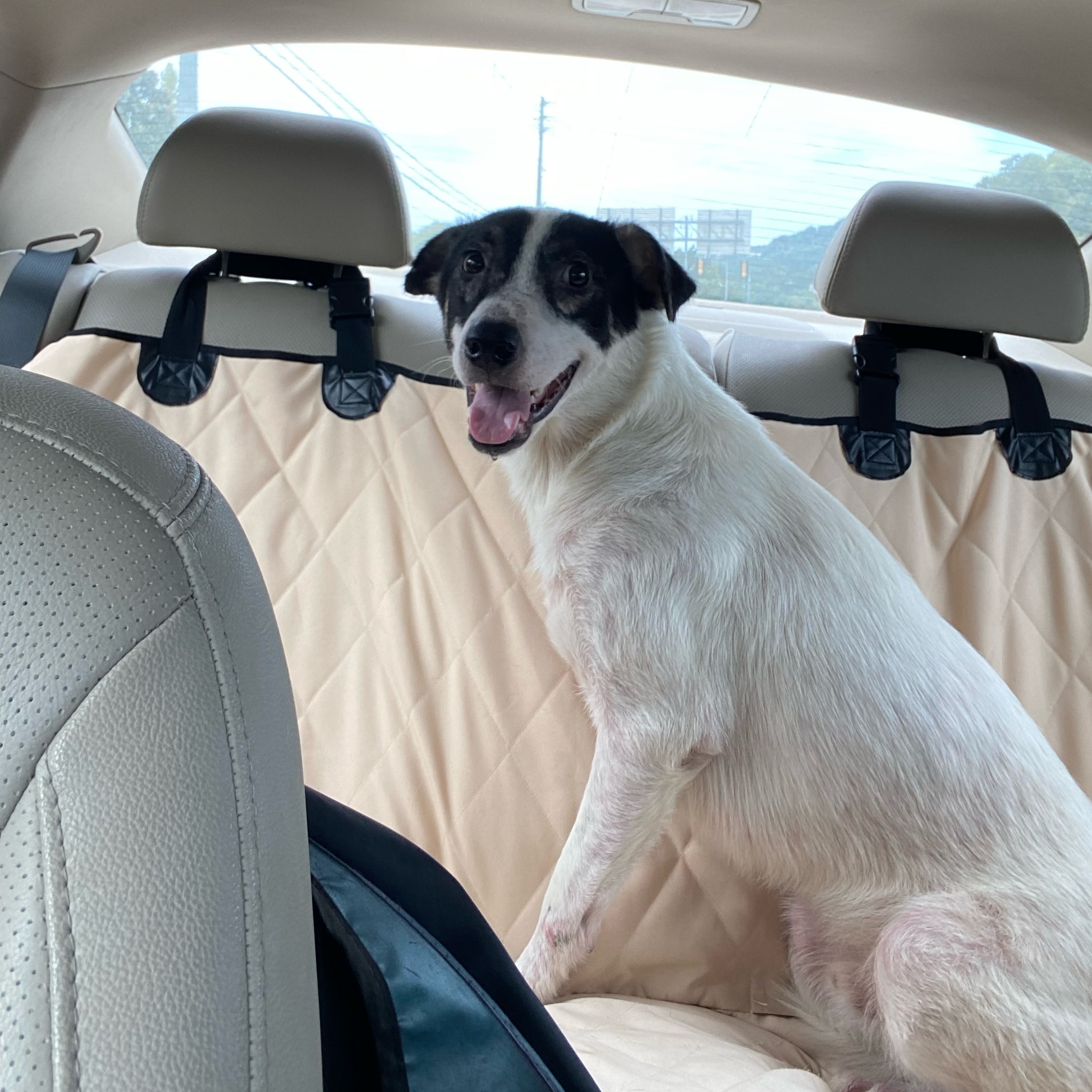 Enlarge Nakoa (3-legs), a Adoptable mixed breed in Chattanooga, TN image 2/6