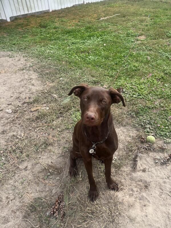 Daisy, Adopted, Young Female Labrador Retriever.
