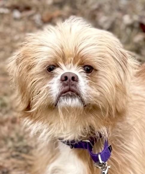Charlie, ADOPTABLE, Adult Male Shih Tzu & Pekingese.
